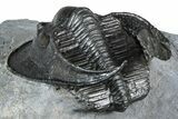 Gorgeous Scotoharpes Trilobite - Boudib, Morocco #363007-4